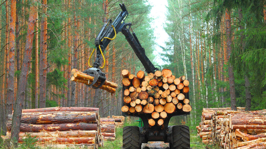 EUDR compliance: preparing for market access